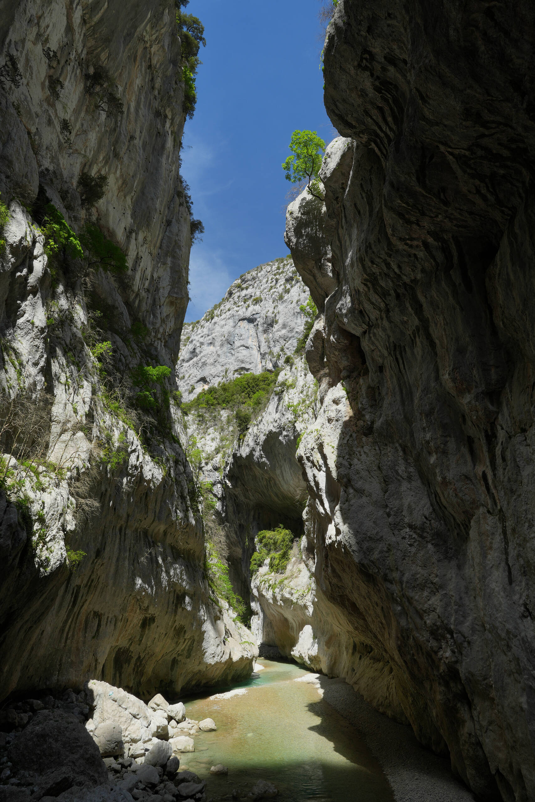 An image of crevace with tree.